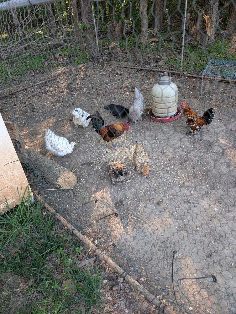 Bantam Breeds Hatching Eggs. 1 Dozen.
