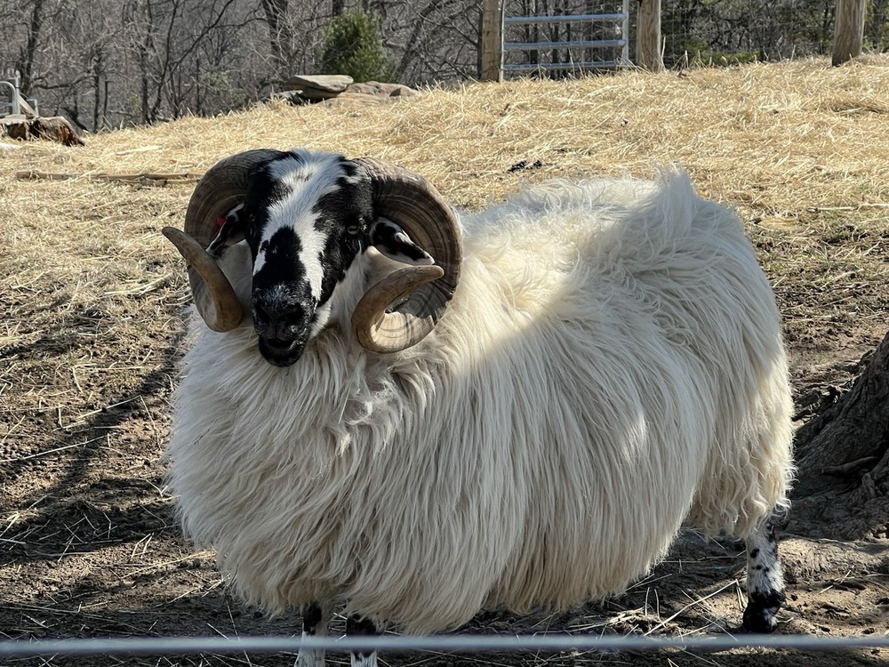 Raw Sheep Wool From Our Scottish black face Sheep