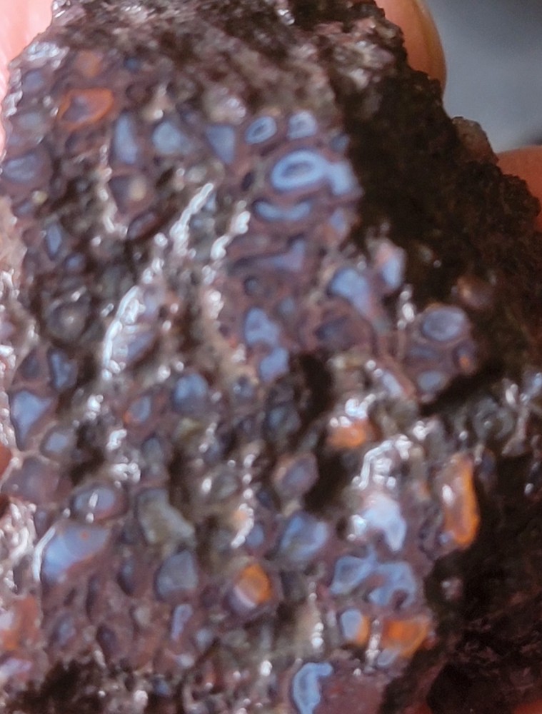 2.06 Lbs Agitized Dino Bone Smalls