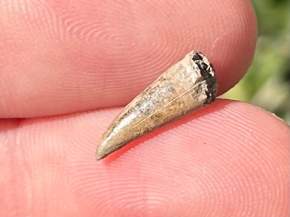 RARE Fossil Xiphactinus Fish Tooth Texas Cretaceous Pawpaw Formation