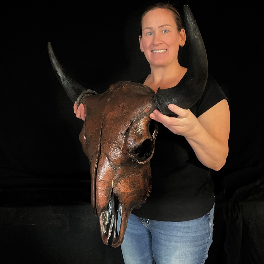 Copper Buffalo skull Rustic decor taxidermy 369