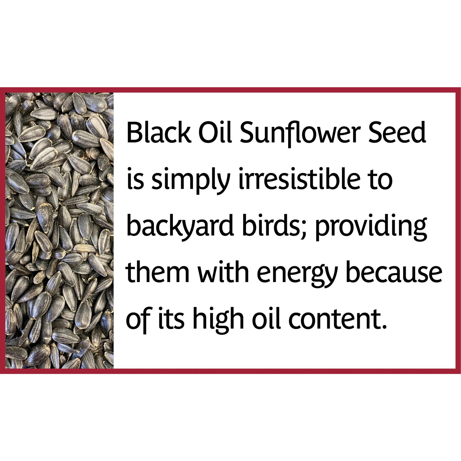 Select Black Oil Sunflower Seed Dry Wild Bird Feed, 20 Lb. Bag, 1 Pa