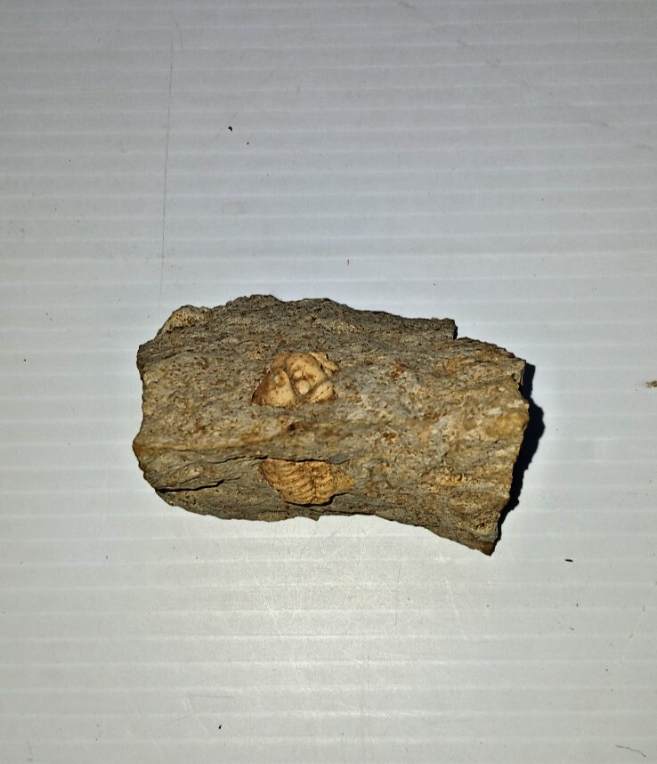 Trilobite Fossil