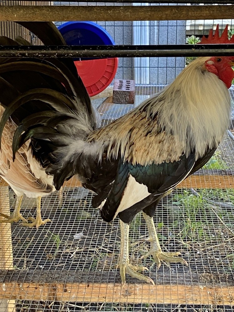 12+ Pure Poultry Hatching Eggs