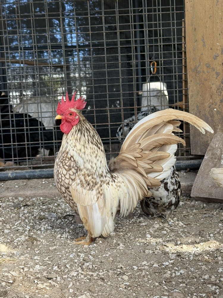 10+2 Serama Fertilized Hatching Eggs NPIP/AI CLEAN