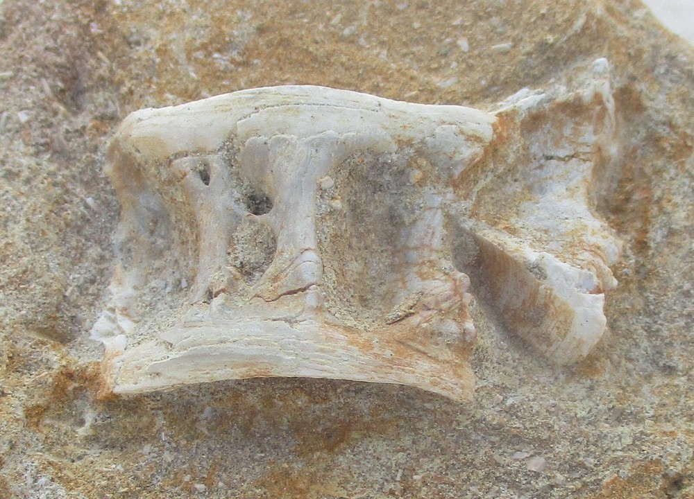 Fossil Vertebra Unidentified Specimen