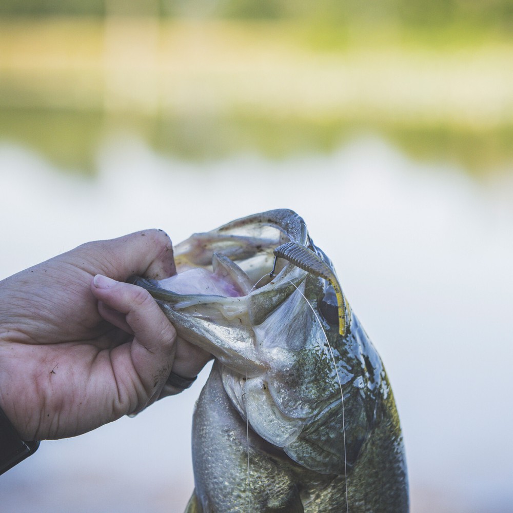 Yamamoto Shad Shape Worm