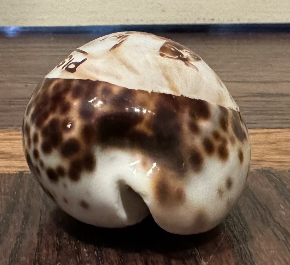 Seashell Zodiac PISCES Seashell Astrology Souvenir Conch Shell PISCES