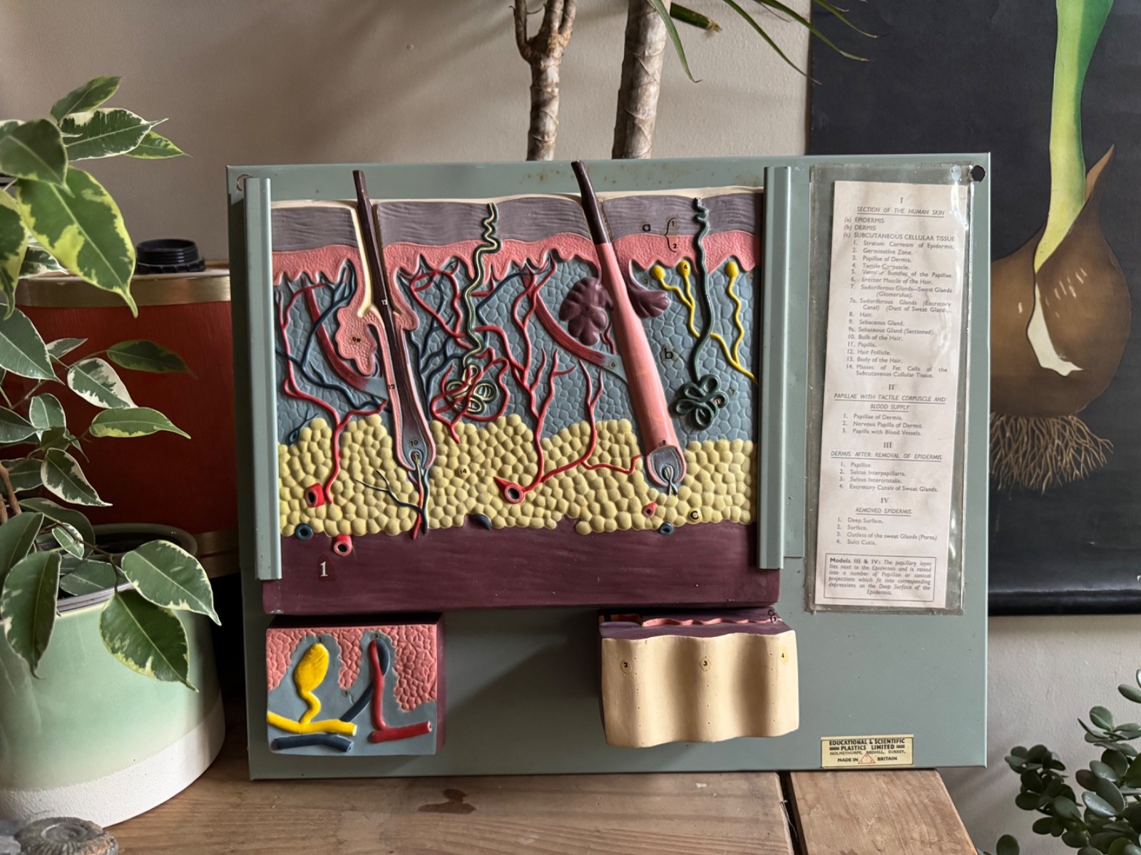 Vintage anatomical model of SKIN Hair follicle & sweat glands