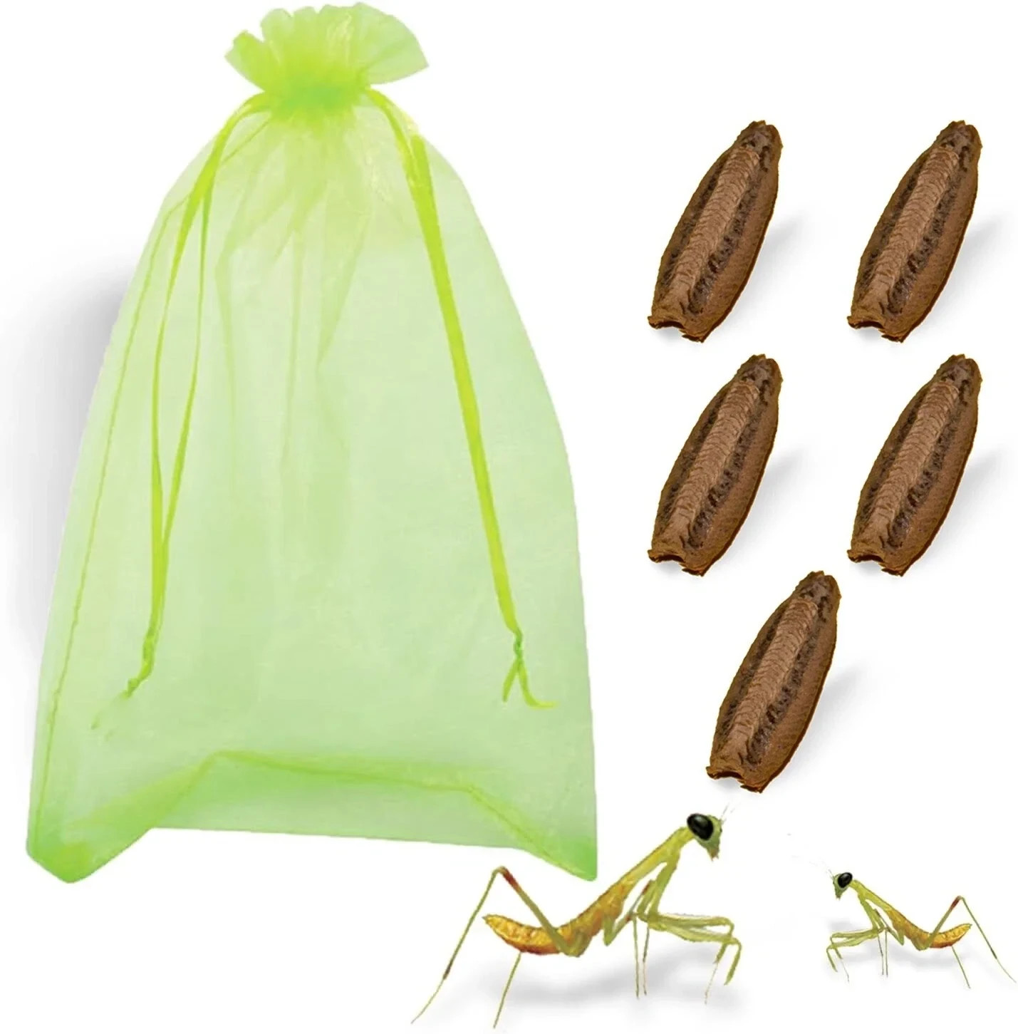 5 Freshly Harvested Carolina Praying Mantis Egg Cases Fresh Picked 2026 season.