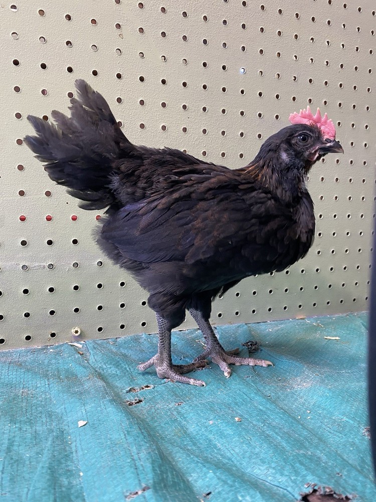 6 Green queen cross hatching eggs