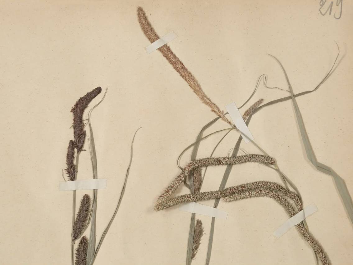 ANTIQUE PRESSED BOTANICALS C. 1893 FROM A FRENCH MONASTERY SCHOOL