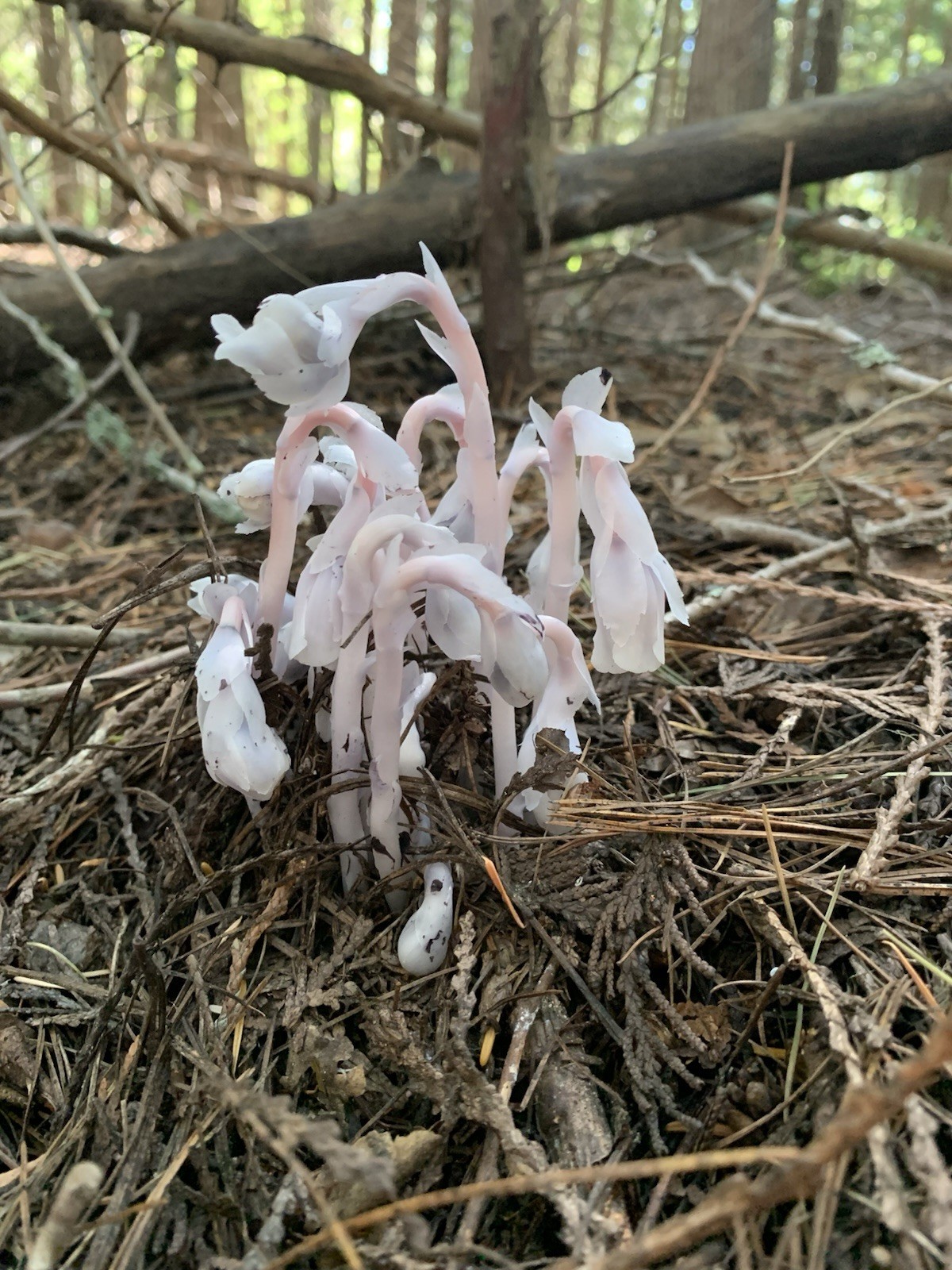 Dried Ghost Pipe Indian Pipe Whole Flowers Box of 12