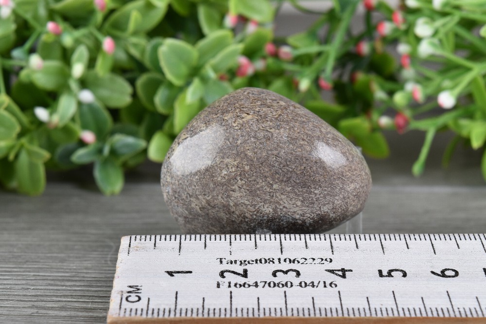 Polished Dinosaur Bone from Morocco 4.3 cm # 19871