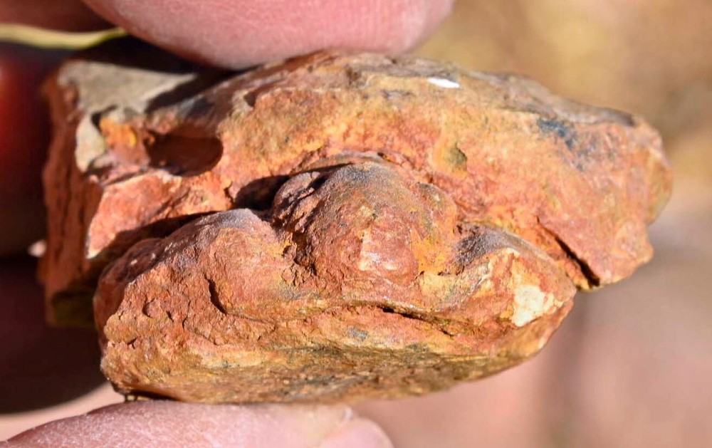 Fossil Trilobite, (Flexi) Calymene Nodule, from Morocco #2