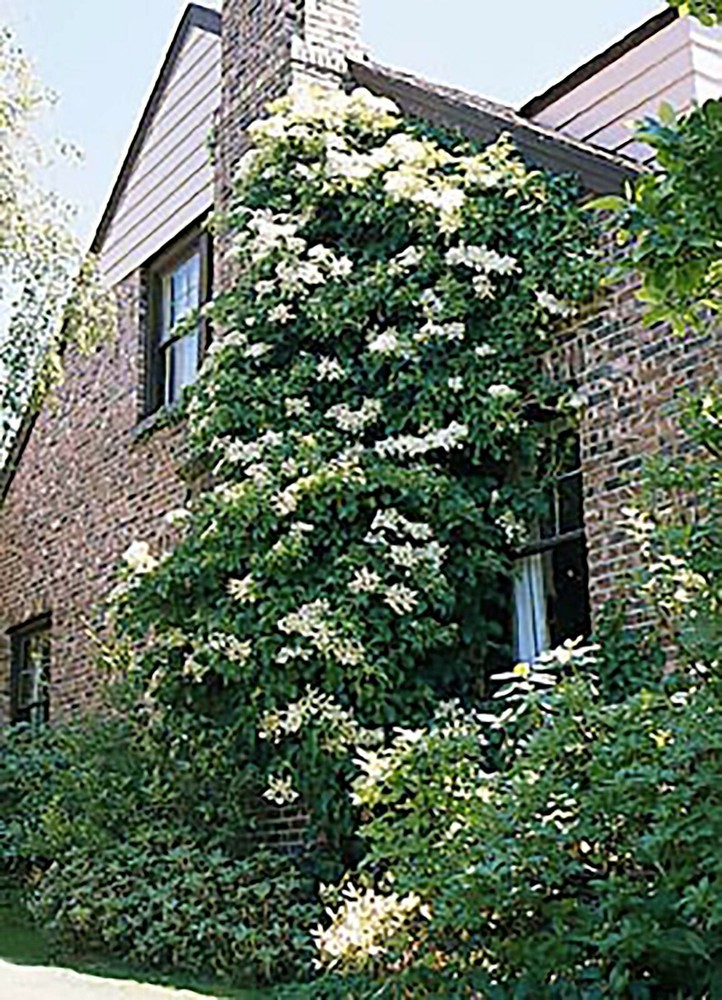 Climbing Hydrangea, Hydrangea anomala petiolaris, Vine Seeds
