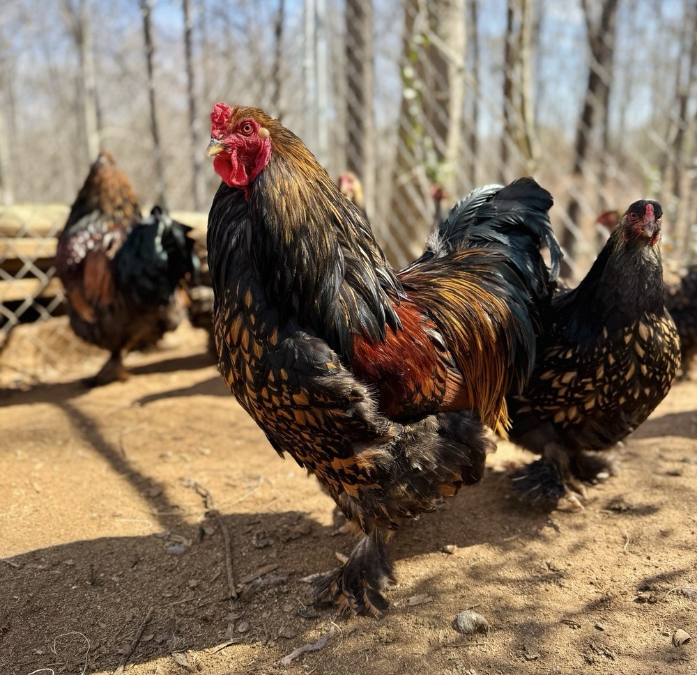 12++ Gold Laced Brahma Hatching Eggs