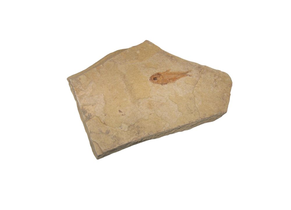 Fish Fossil Knighta Slab (1) Used