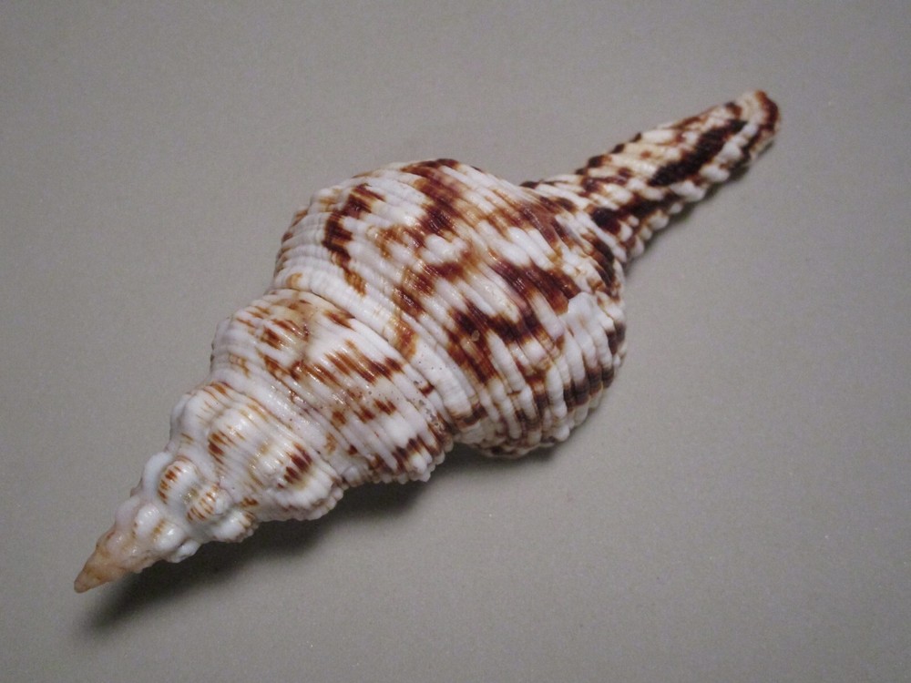 Fusinus nicobaricus Roeding, 1798 "NICE STRIATIONS" (113.5mm)