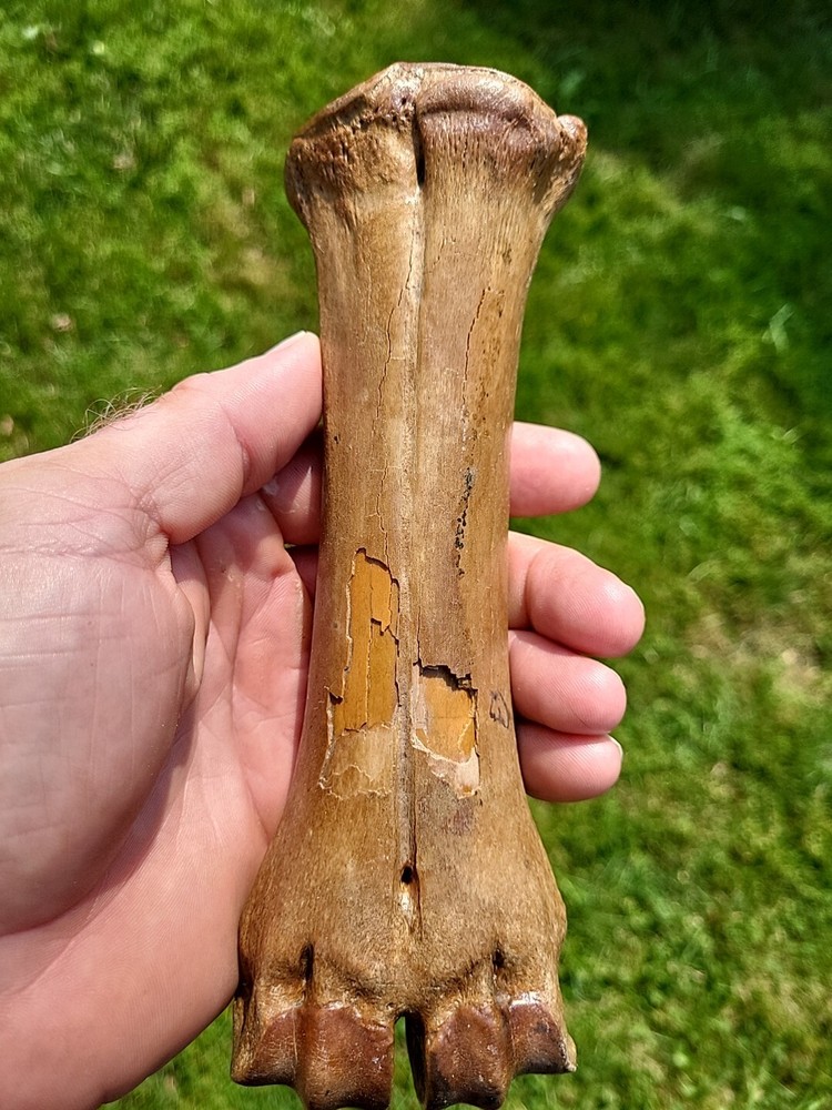 Bison metacarpal Historic bison foot bone
