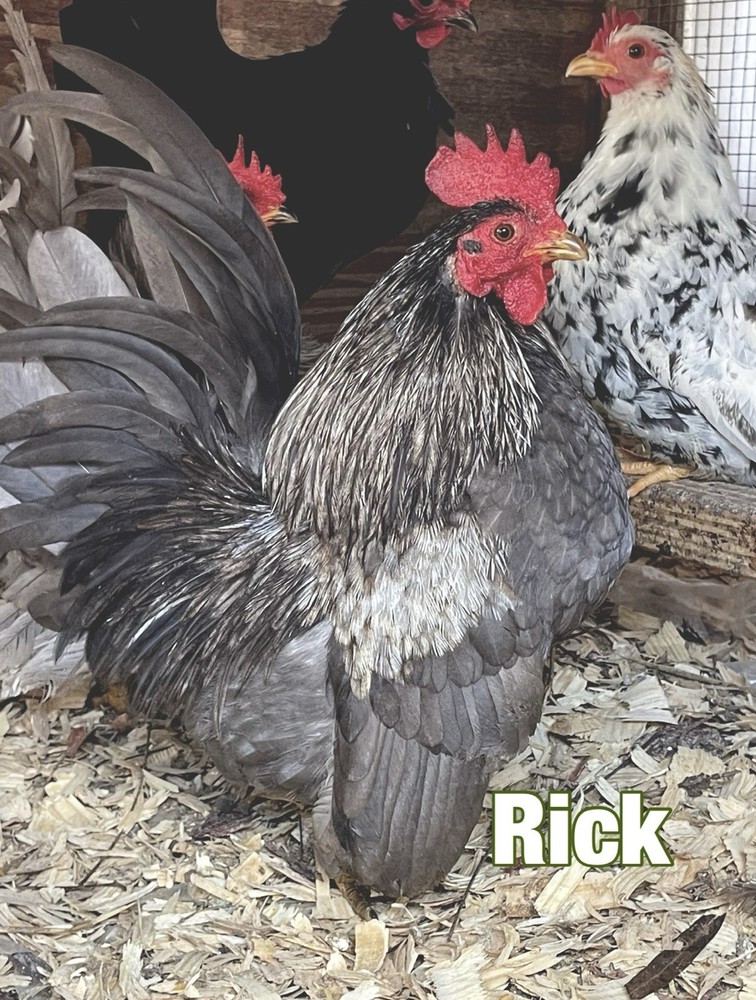 Serama Hatching Eggs 12+ Smooth, Frizzle