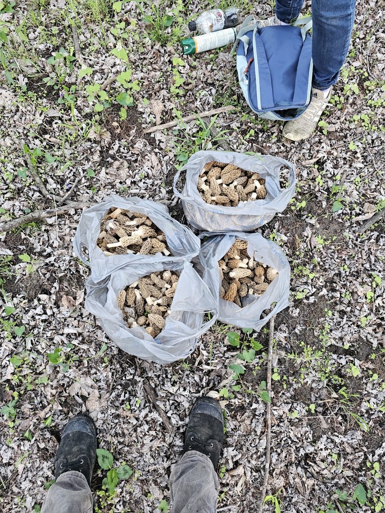 Morel Mushrooms Fresh $80