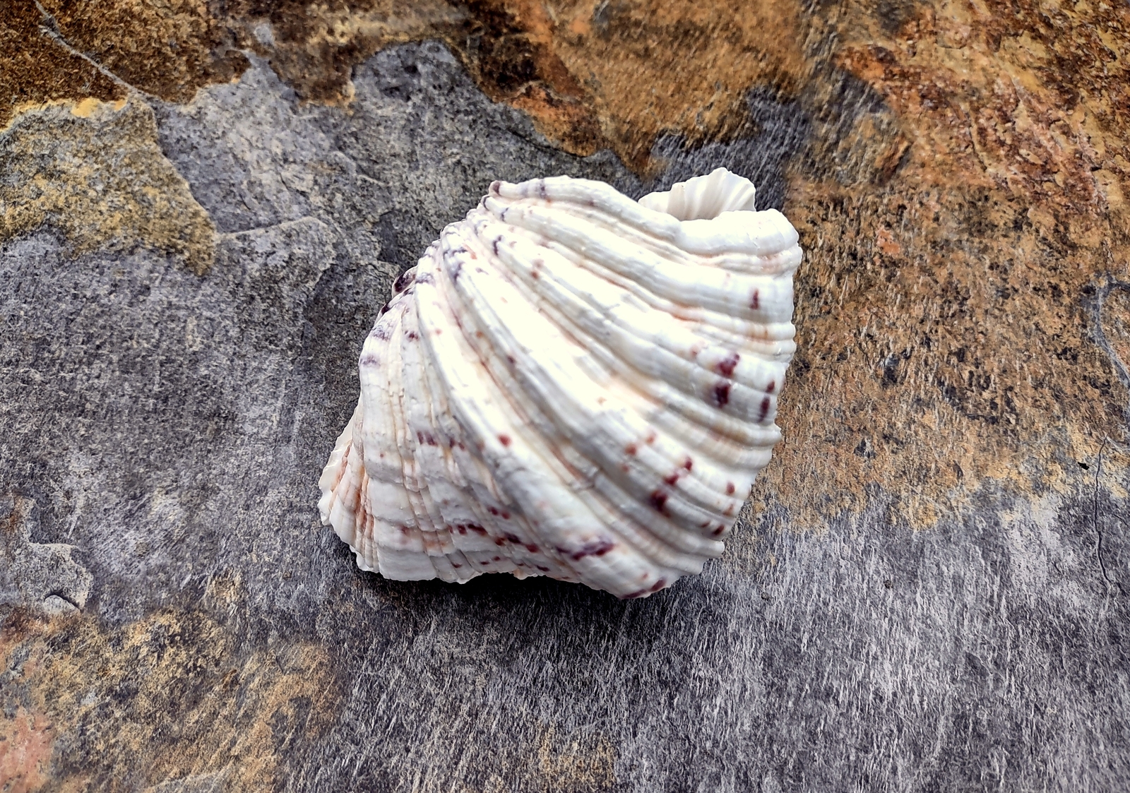 Bear Paw Clam Seashell Pair Hippopus Hippopus (1 shell pair approx. 4+ inches)