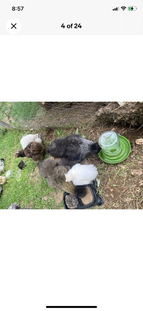 12 Bearded Silkie Hatching Eggs