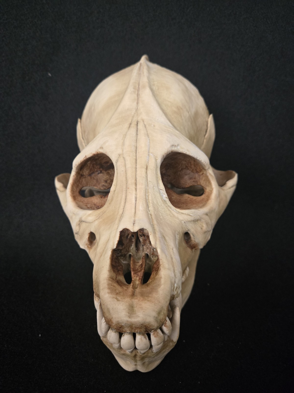 Werewolf Skull Realistic "Large" With Stand