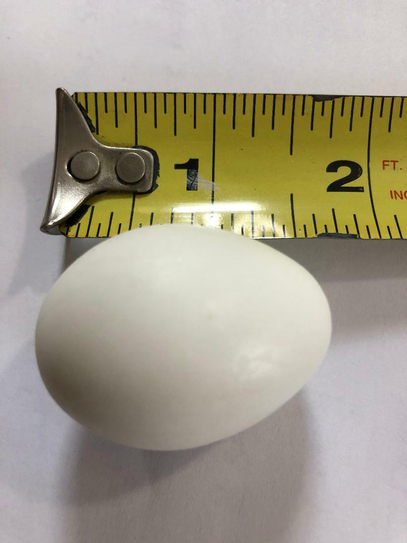 6x White Solid Plastic Pigeon Dove Eggs Dummy Eggs Improve Laying Survival Rate