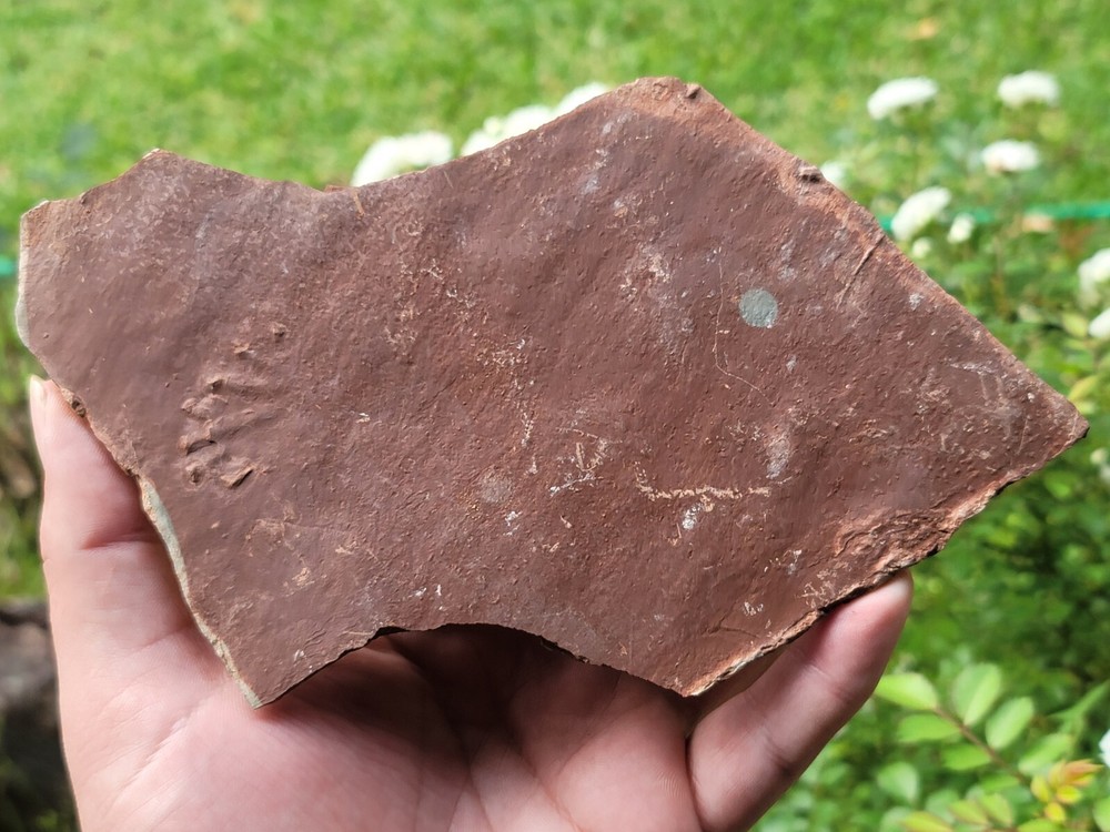 Triassic Pre Dinosaur Feet Tracks Spanish Fork Utah