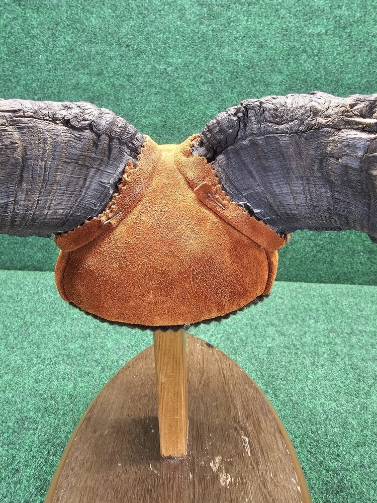 Rams Horn Taxidermy Mount