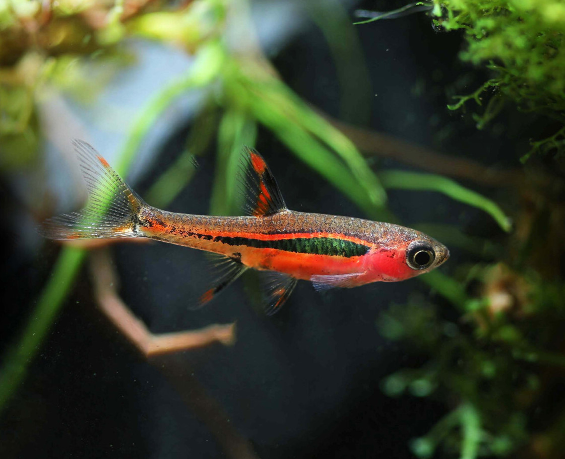 10 Chili Rasbora (Boraras Brigittae) LIVE ARRIVAL GUARANTEE. US SELLER
