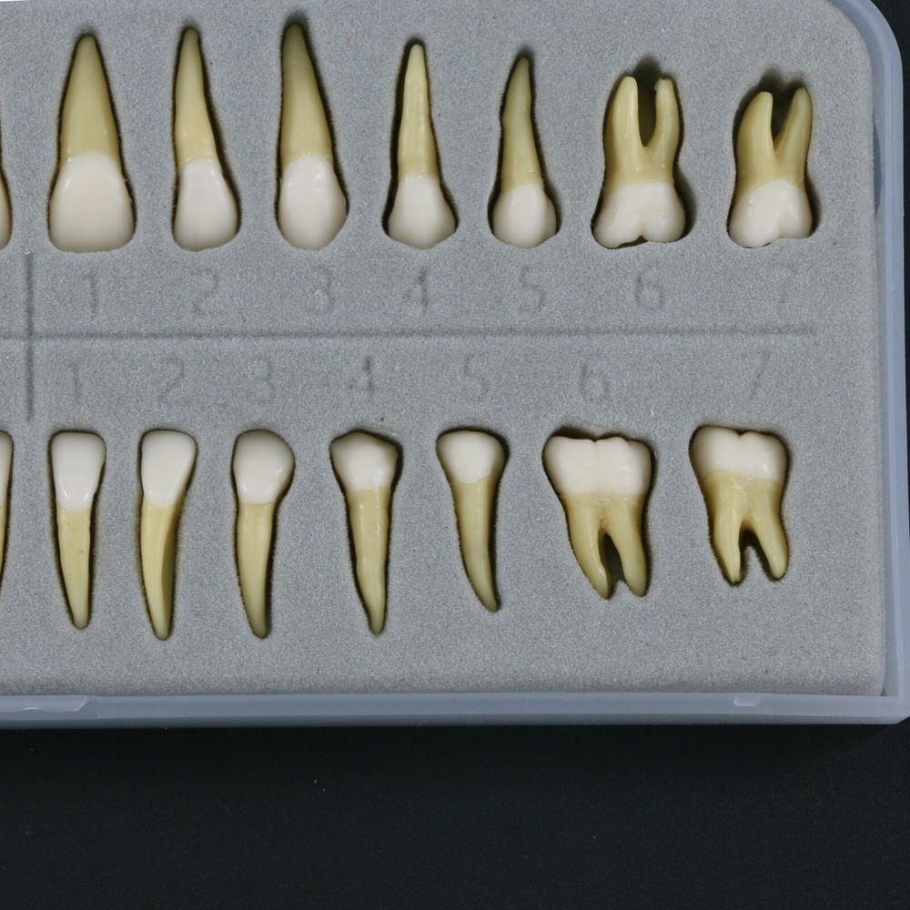 Dental 1:1 Teeth Demonstration Teach Study Model with 28Pcs Permanent Teeth