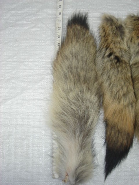 #1 Quality XL Tanned Western Coyote Tails/Crafts/Real USA Fur Tail/Harley parts