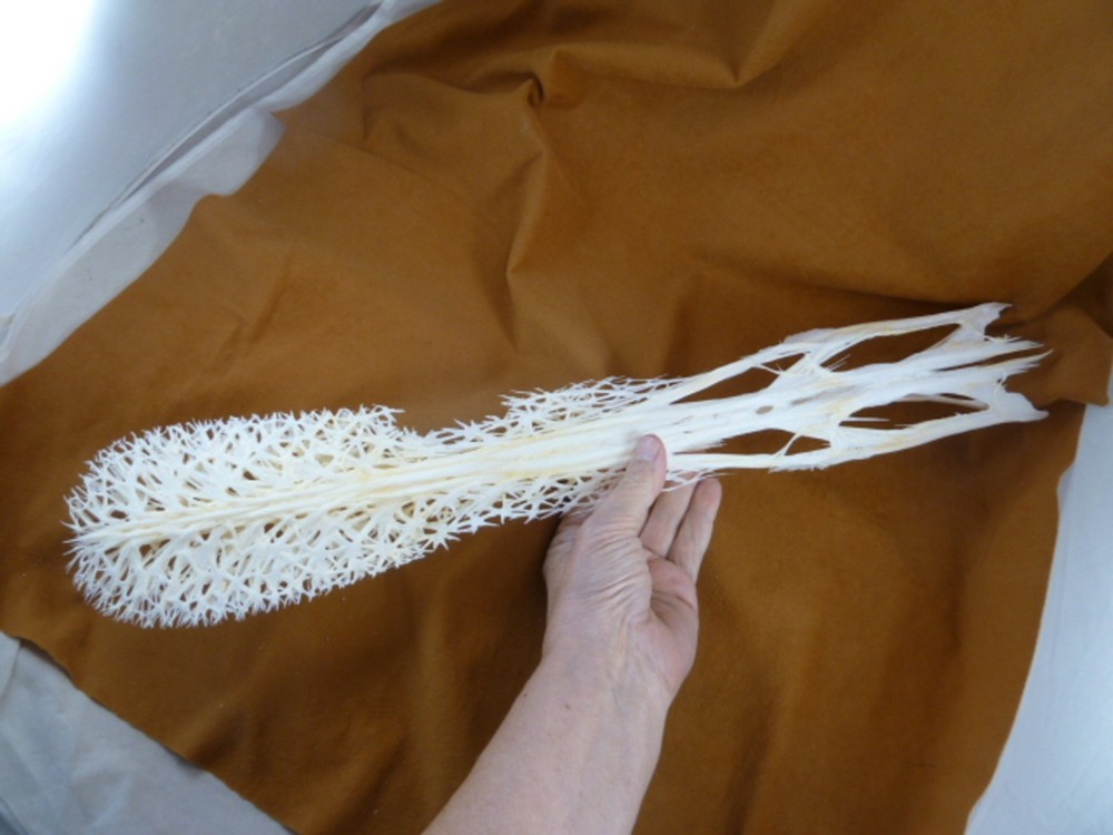 W3-p) 20" Paddlefish skeleton head bill Polyodon spathula spoonbill paddle fish