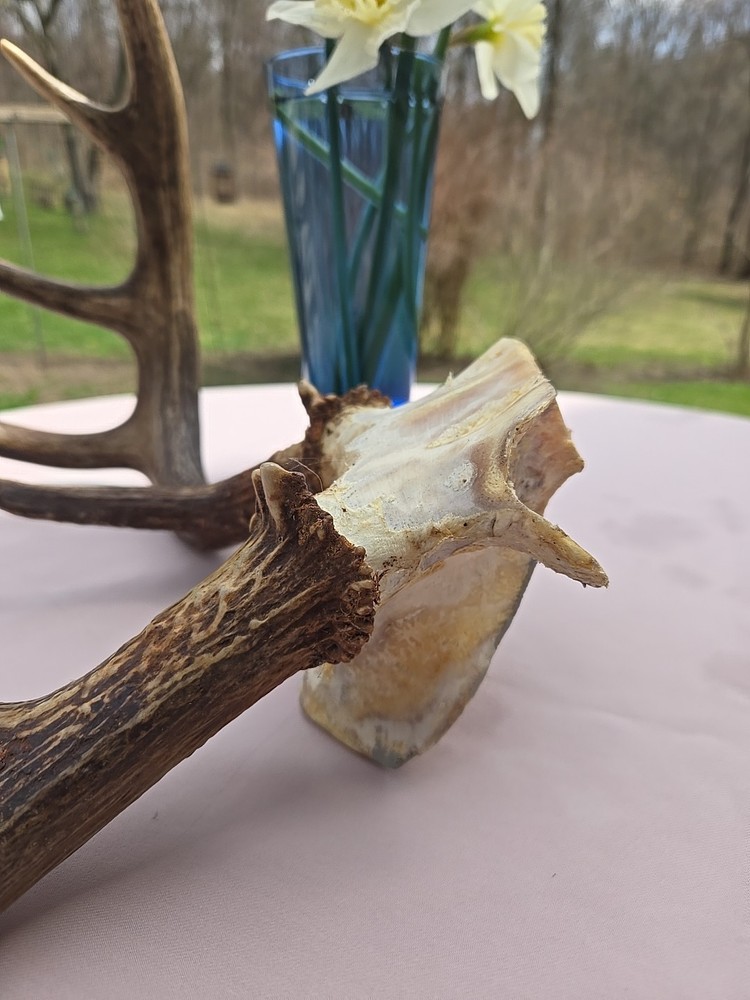 Deer Antlers