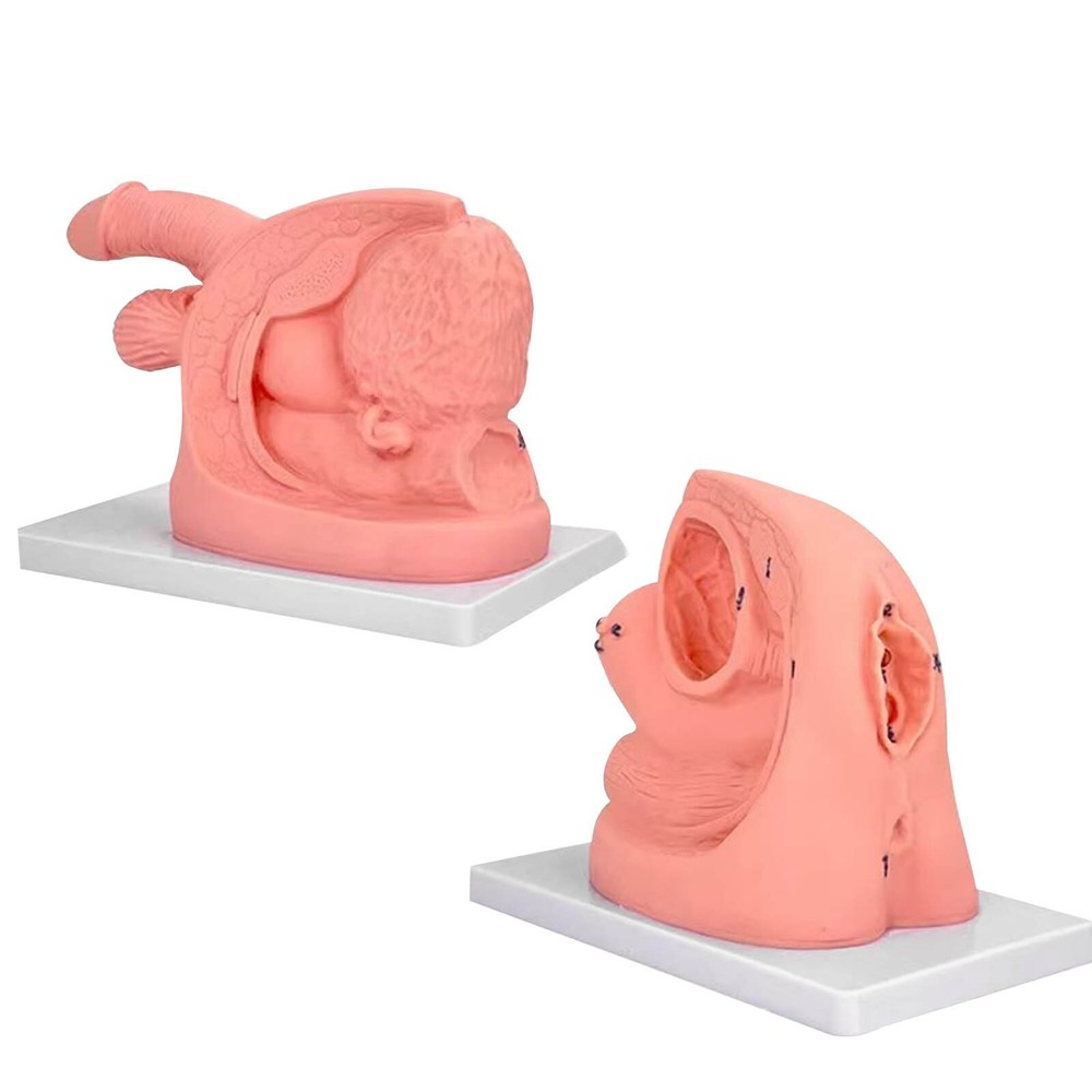 1PC Female Urethral Catheterization Train Simulator Model Medicine Improve Skill