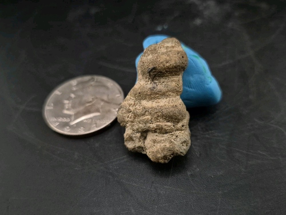 Claw Fossil Unknown Species