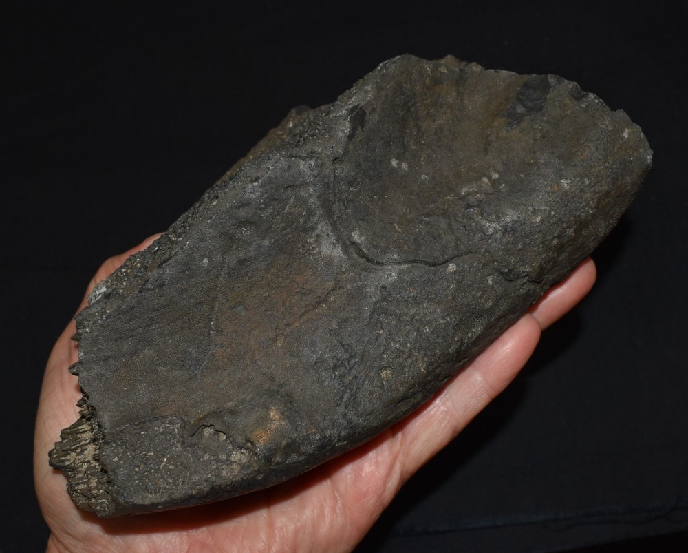HUGE Fossil GIANT TORTOISE SHELL SECTIONS W/ 30 Osteoderms and 2 Fighting Spurs
