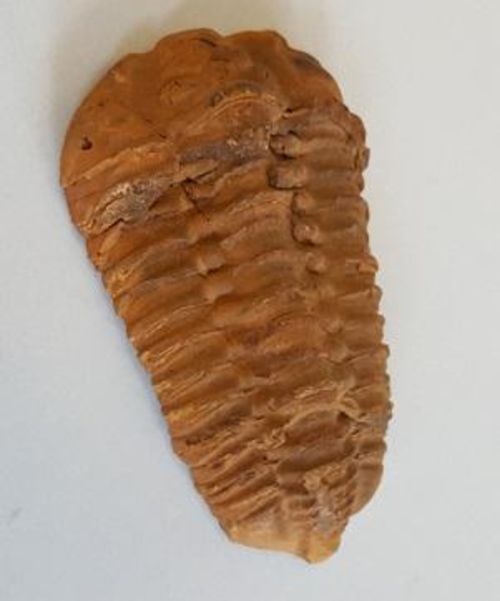 Trilobite fossil
