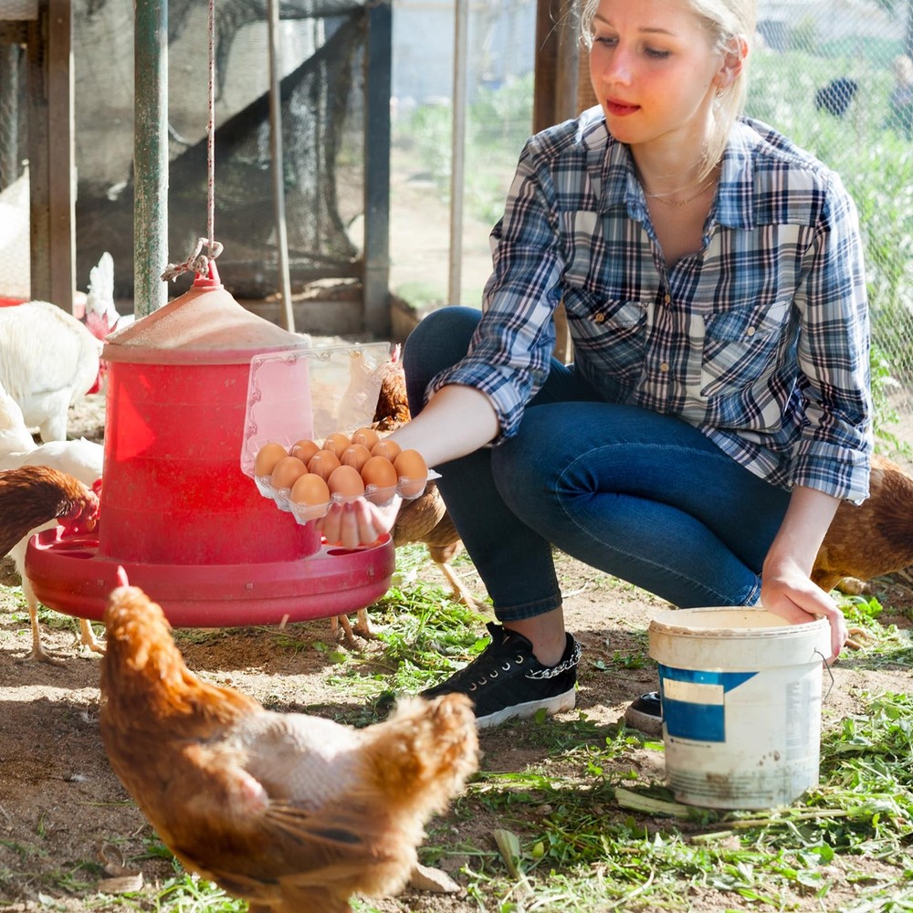 60 Pack Plastic Egg Cartons Cheap Bulk 1 Dozen Clear Empty for Chicken Eggs