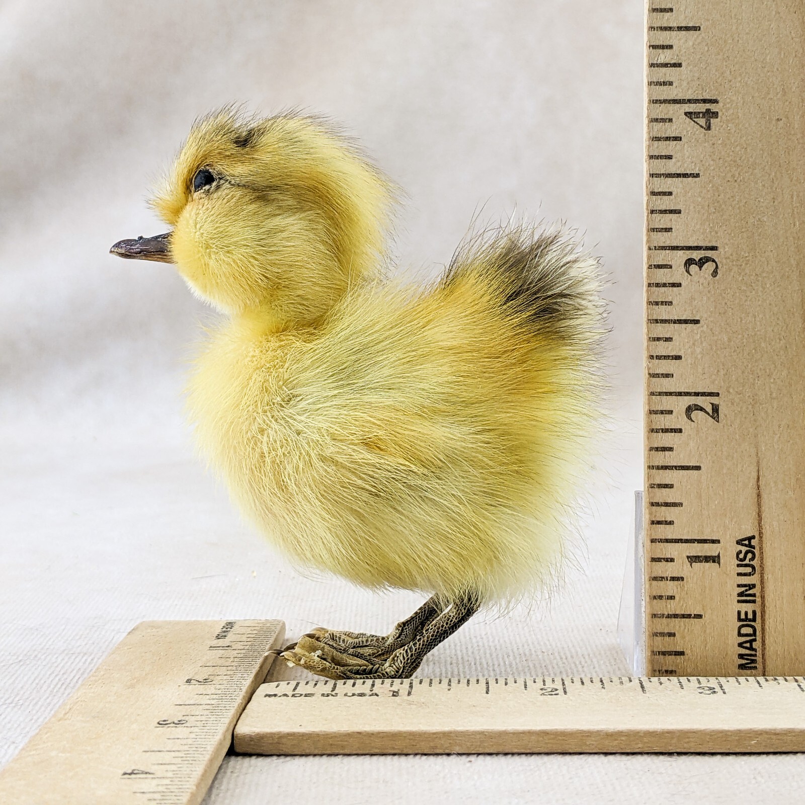 Domestic Duck Duckling taxidermy Collectible Species: A Platyrhynchos domesticus