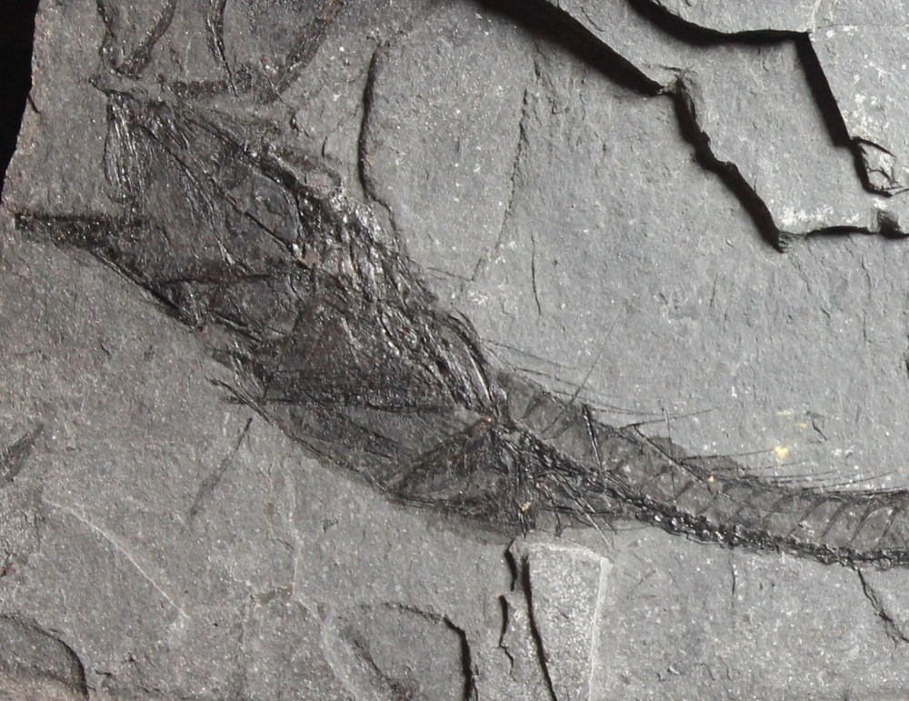 Lepidopus glarisianus - Big fossil fish