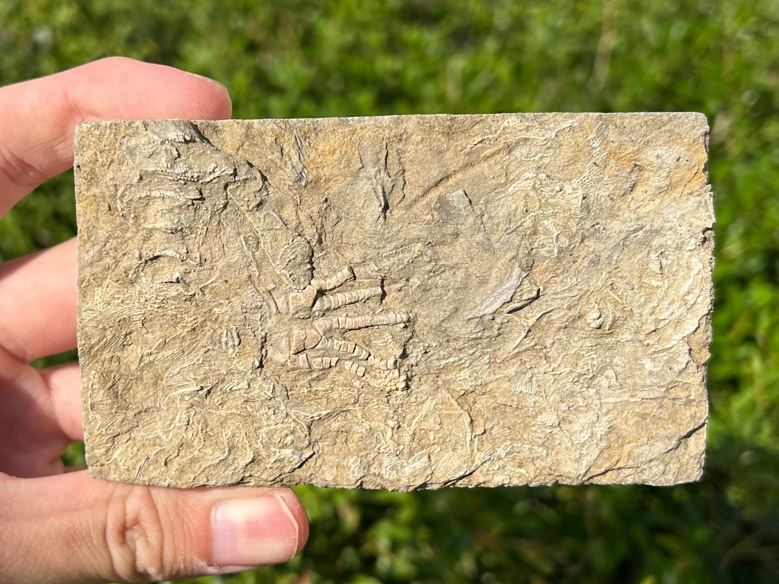 NICE Fossil Crinoid in Matrix Cymbiocrinus Alabama Bangor Limestone Formation