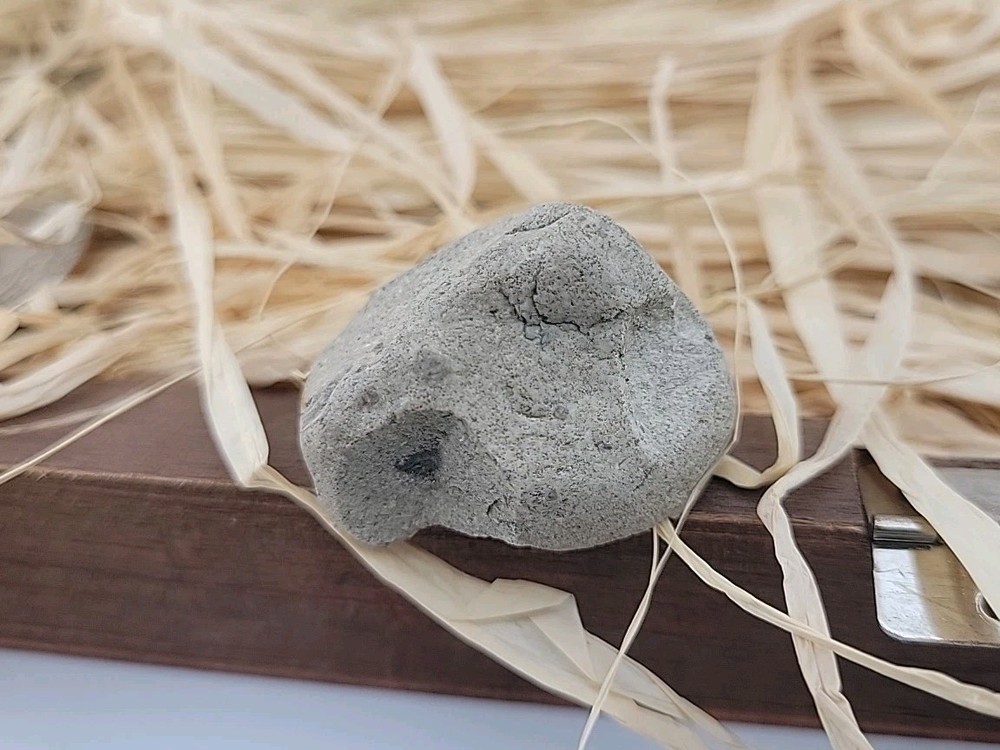 Egg Fossil Permineralized