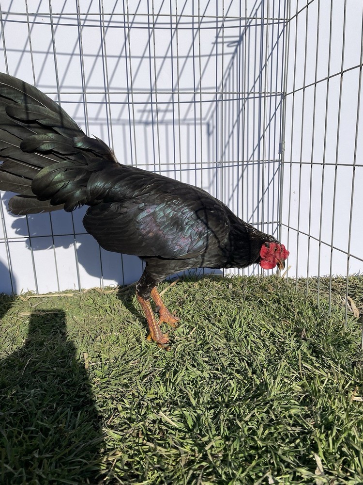 DoubleHFarm|| Fertilized 12 Hatching Eggs