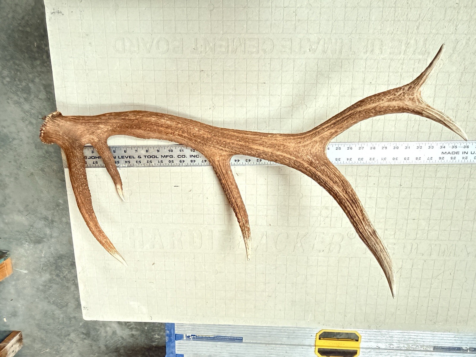 6 Pt Elk Shed ~ Elk Antler ~ Decor