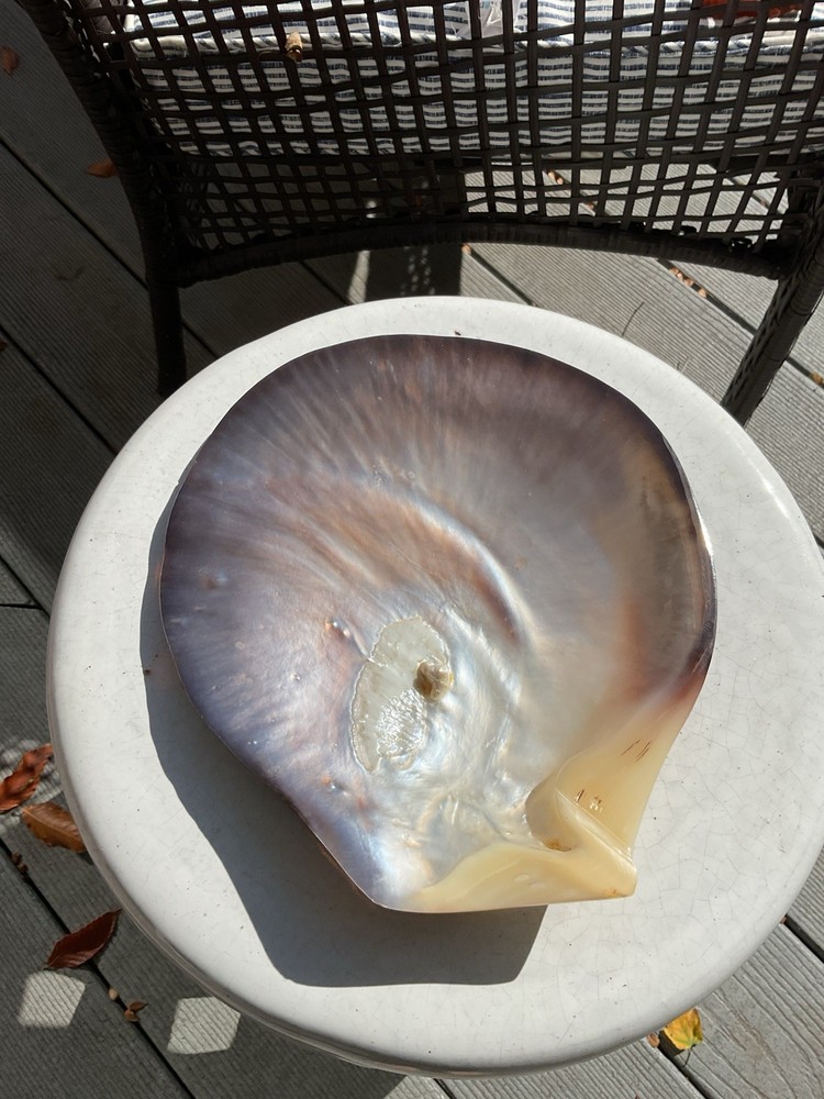 large shell 9” X 8”