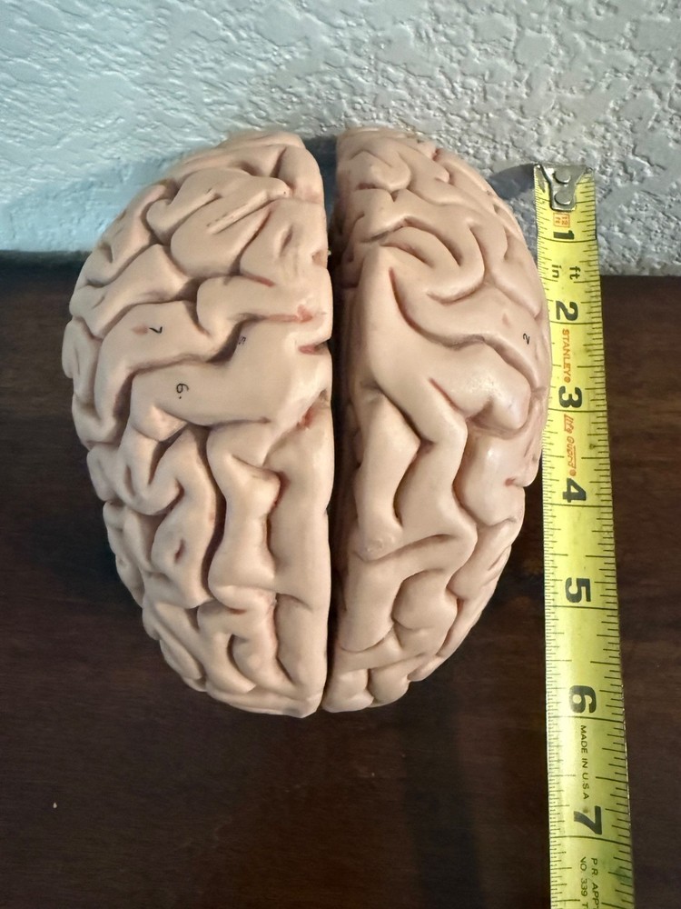 vintage anatomy model brain model 4 pieces